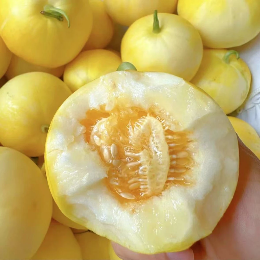 山东头茬蜜罐甜瓜 小蜜蜂甜瓜 星甜20带瓤吃