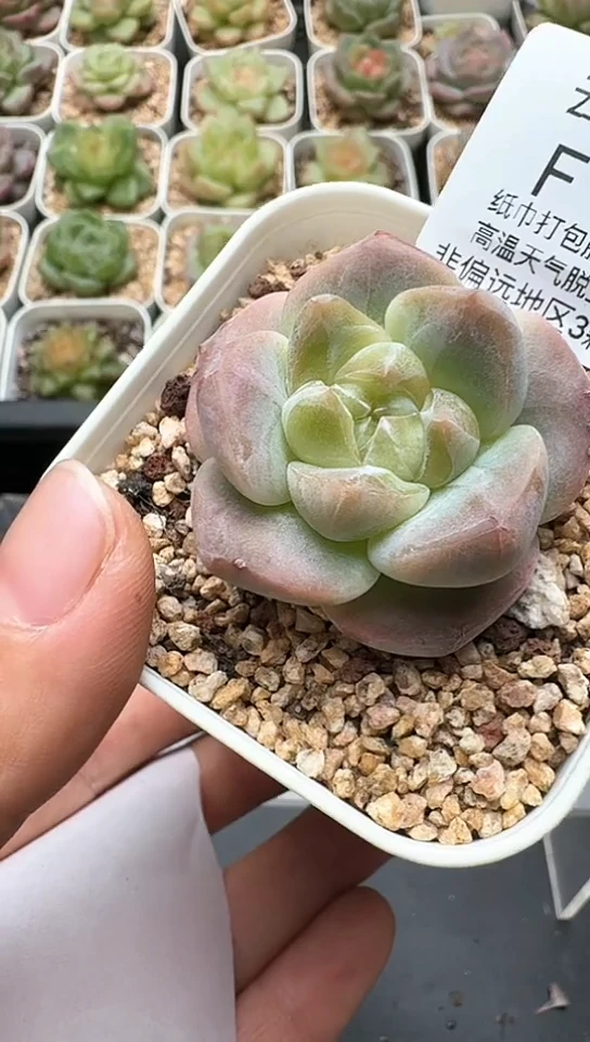 149F云禹多肉植物 默认脱土纸巾打包 3颗包邮