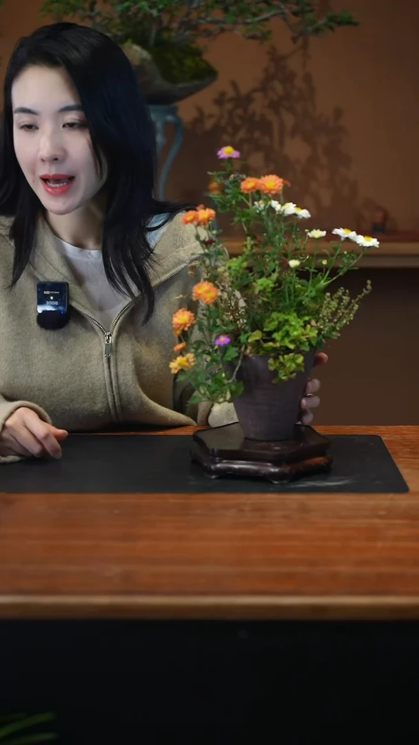 全部花朵山野草盆景盆景盆景