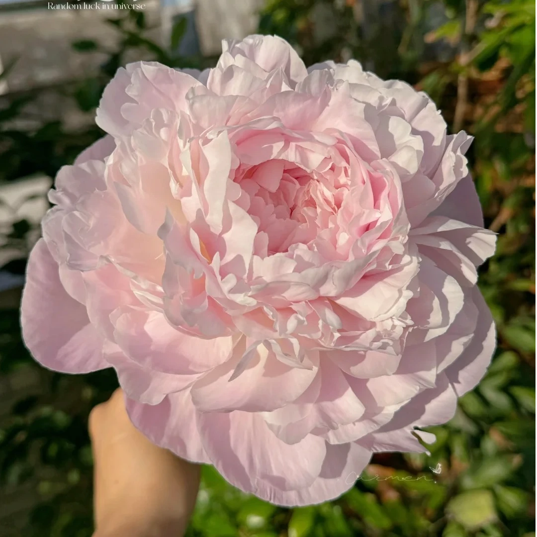 【尼克莎】进口高端品种芍药花苗 菏泽基地直发 包对版