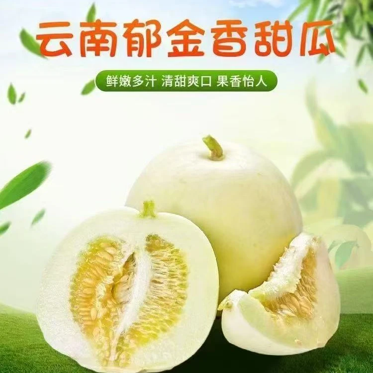 青呗宁郁金香甜瓜新鲜当季水果WW