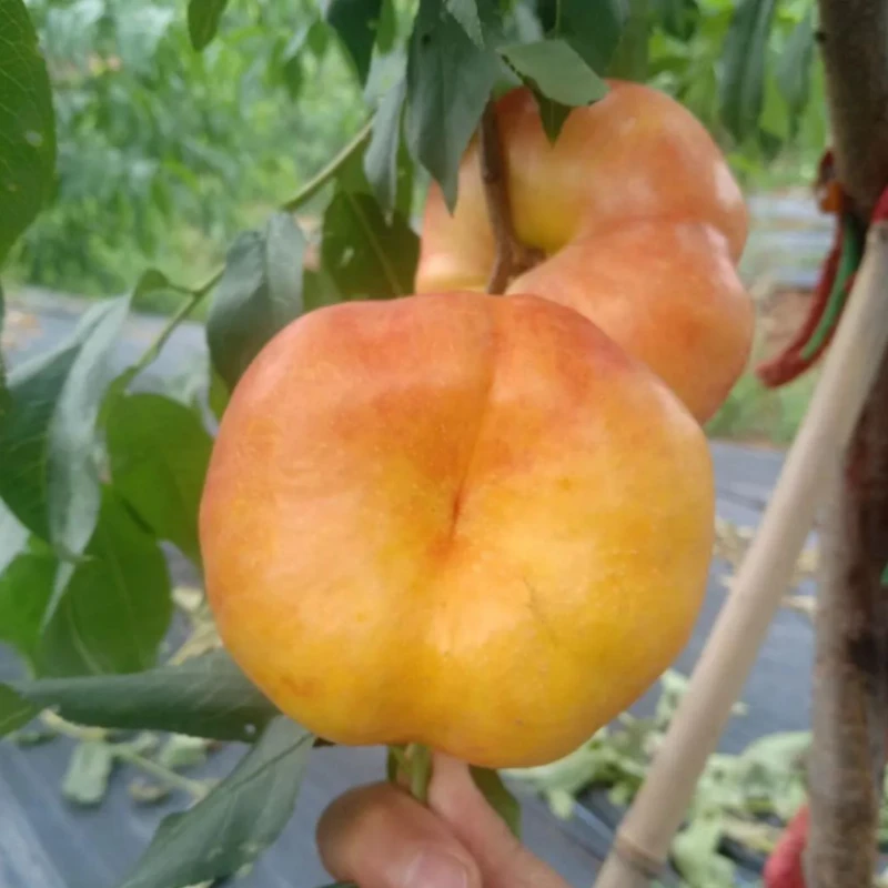 正宗黄金蟠桃树苗嫁接大果桃树树苗南北方种植盆栽地栽果树苗庭院