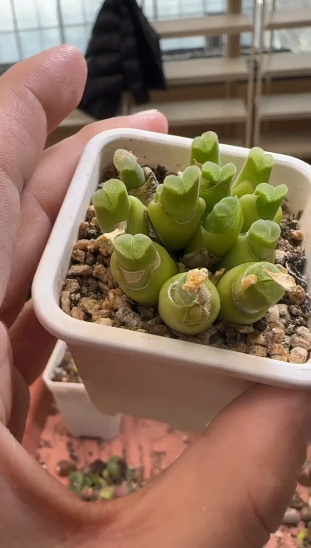 【闪购商品】13-237