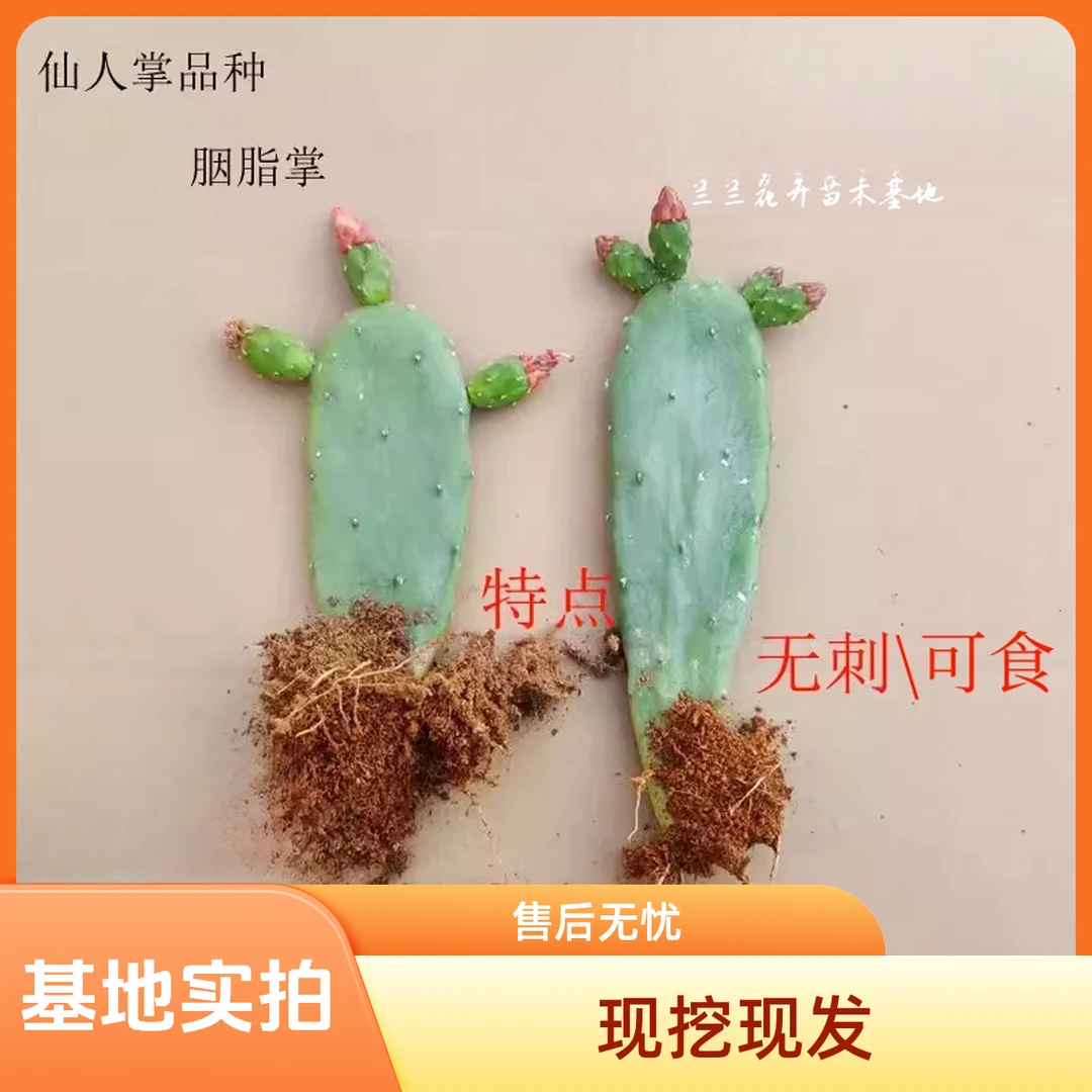 红花红果无刺仙人掌胭脂掌多肉植物防辐射盆栽可食用绿植优惠抢购