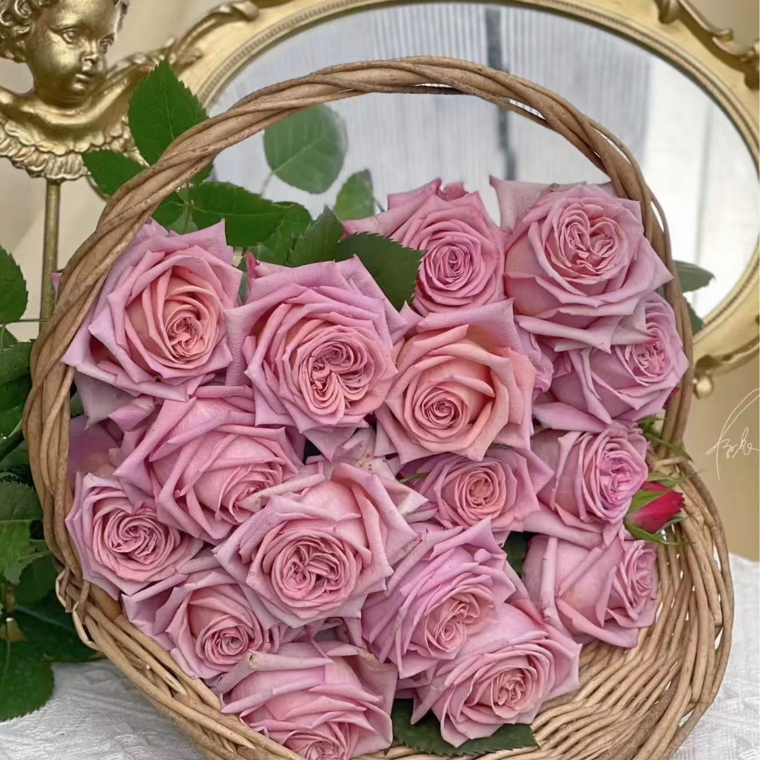 咖啡师特大苗四季开花浓香月季