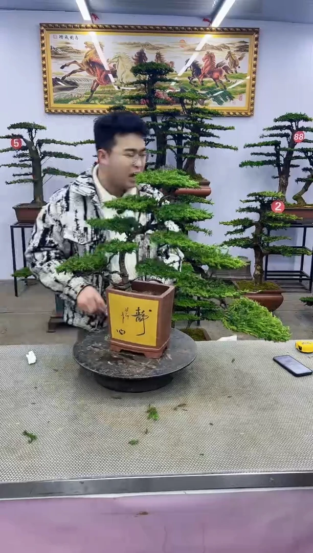 【闪购商品】八斗松/松类活物造型盆景，以直播间截图为啊啊啊
