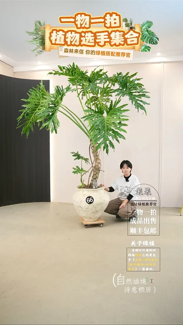 完全开放大***泉大老桩龙鳞春羽连盆种好栽好一整套送货上门