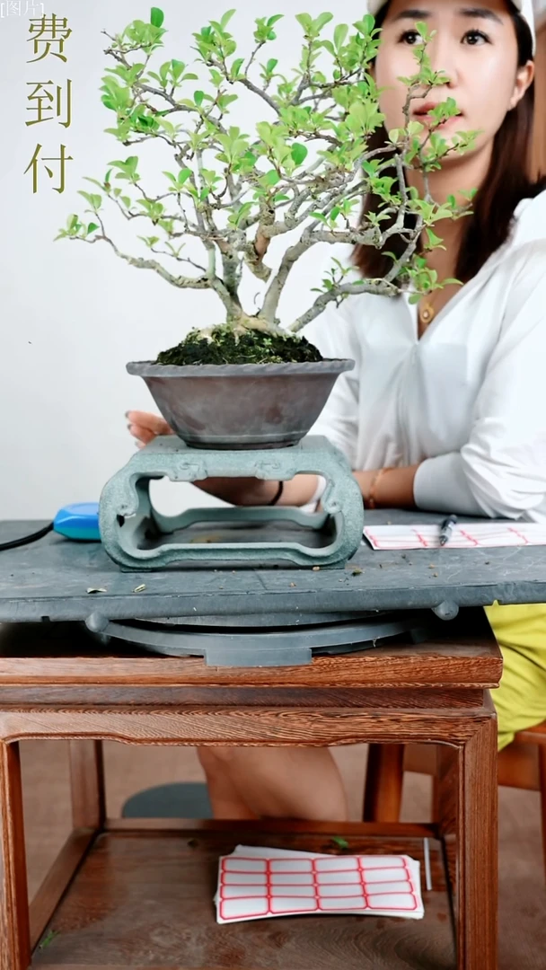 无花朵秦*白花1111111111