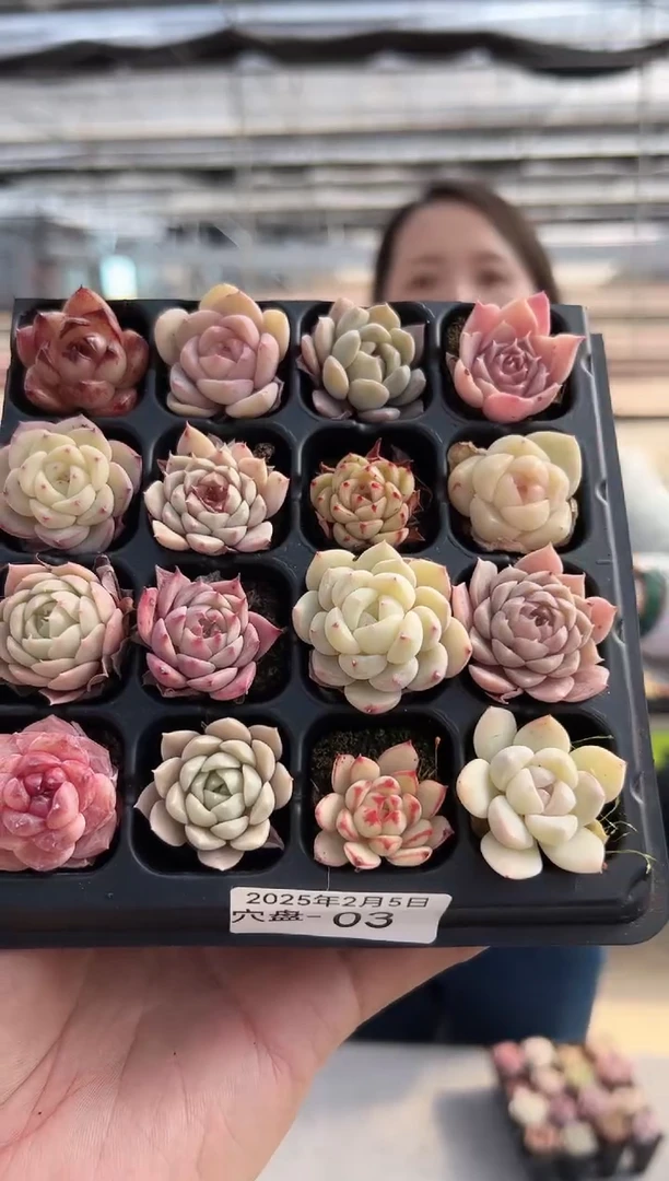 【闪购商品】穴盘-4