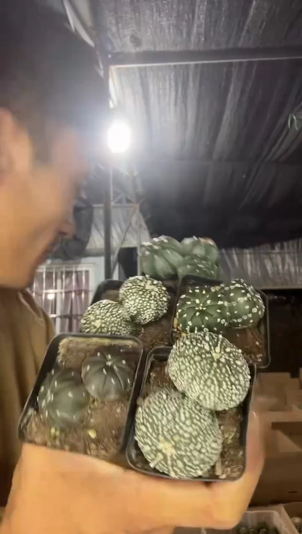 实生双头兜带盆土一颗9.99