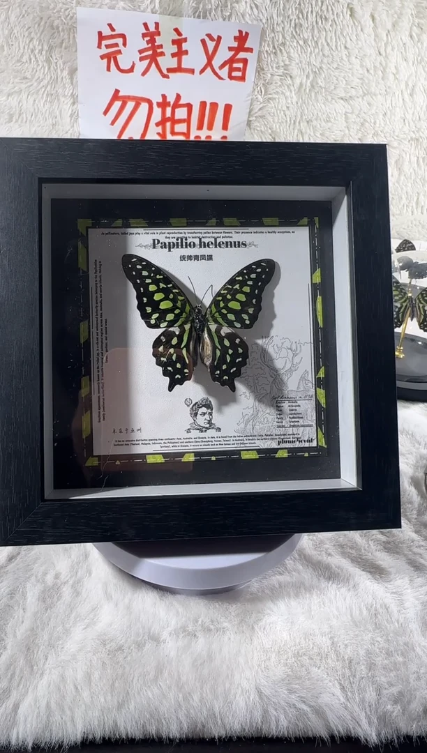 统帅青凤蝶新相框