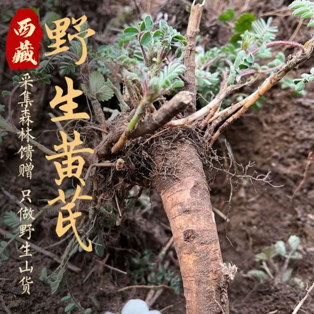 【西藏野生藏黄芪】雪域高原正宗山货 高海拔高年份干货 豆香浓郁