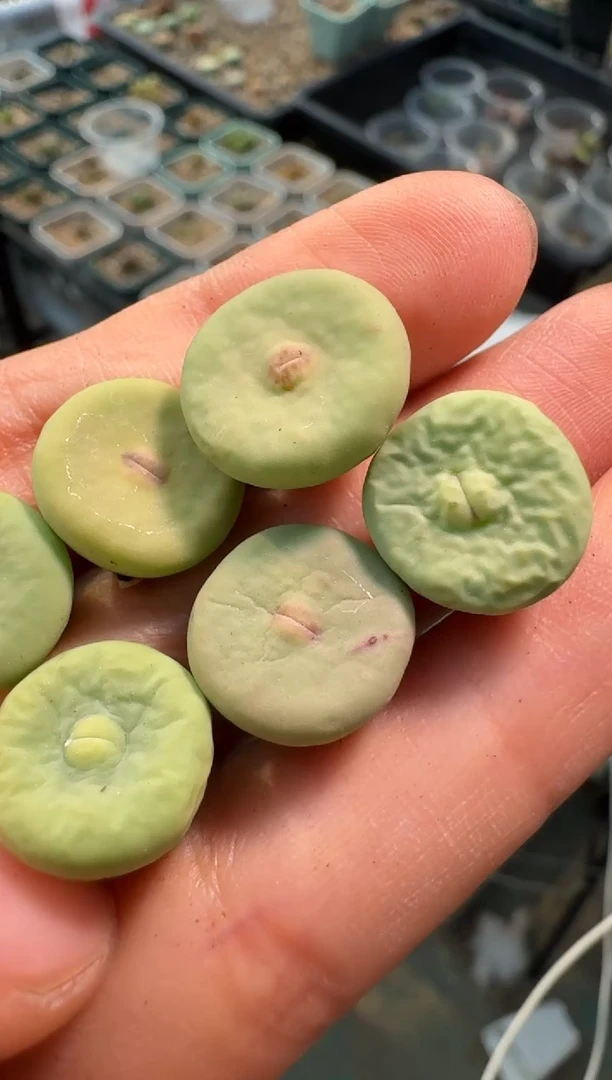 疯狂的多肉石头30红嘴特选一颗