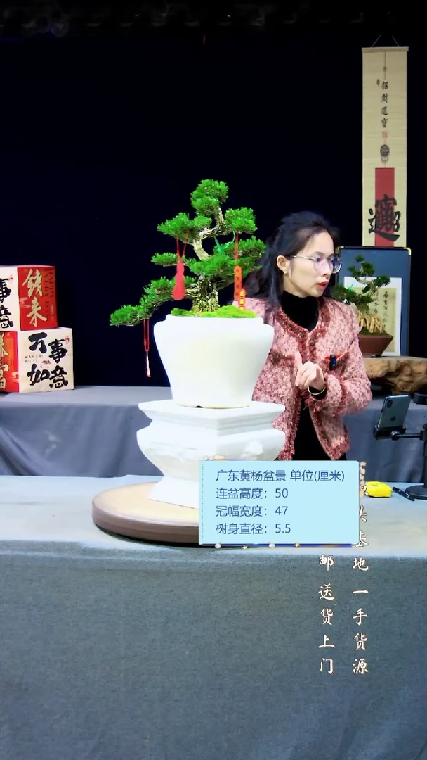 【闪购商品】黄杨盆景黄杨盆景