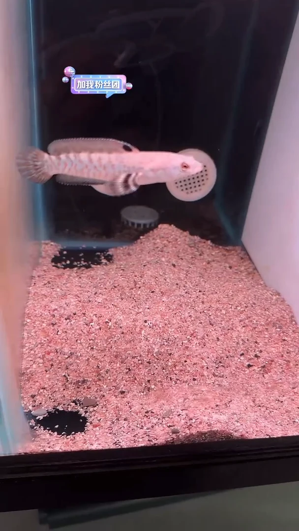 雷龙幻红雷龙126号