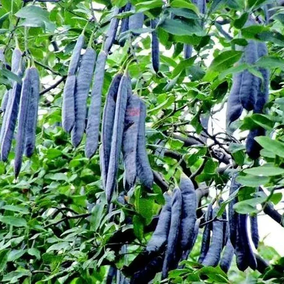 新鲜皂荚真材实料洗头