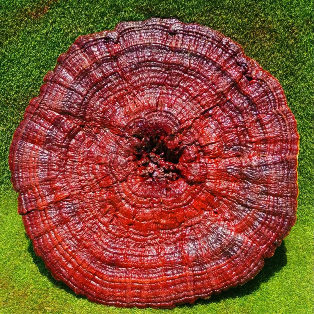 长白山赤灵芝巨型赤灵芝干整枝观赏摆件原产地发货包邮到家