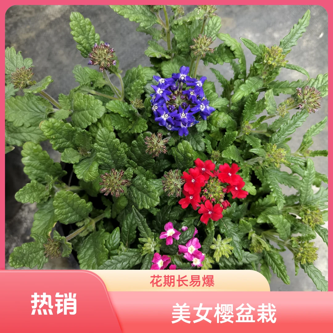 大花美女樱2加仑盆栽，花期长，易爆盆，耐高温，颜色鲜艳