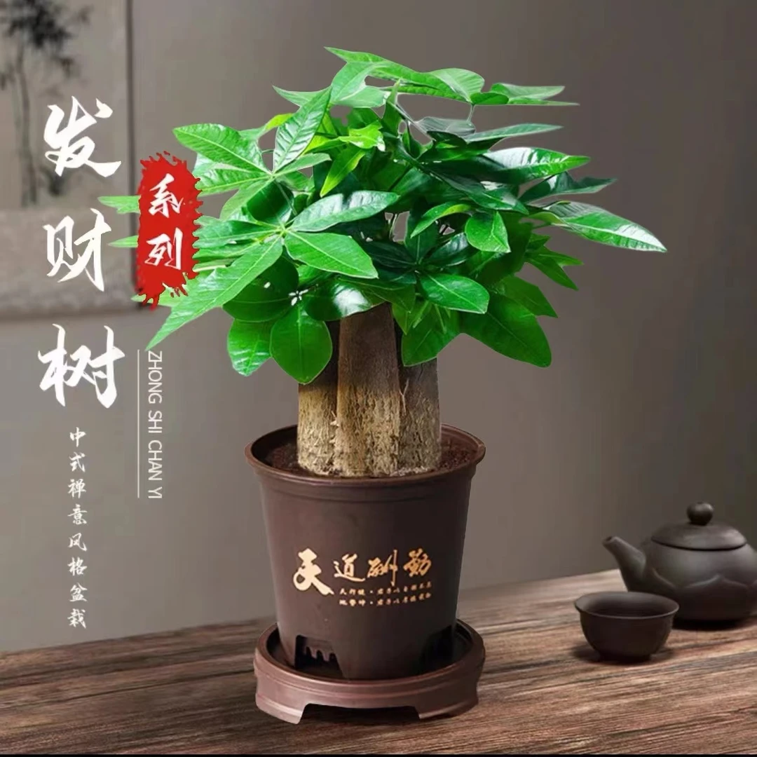 三杆发财树好养活耐旱盆栽室内花卉绿植绿植花卉绿植盆栽
