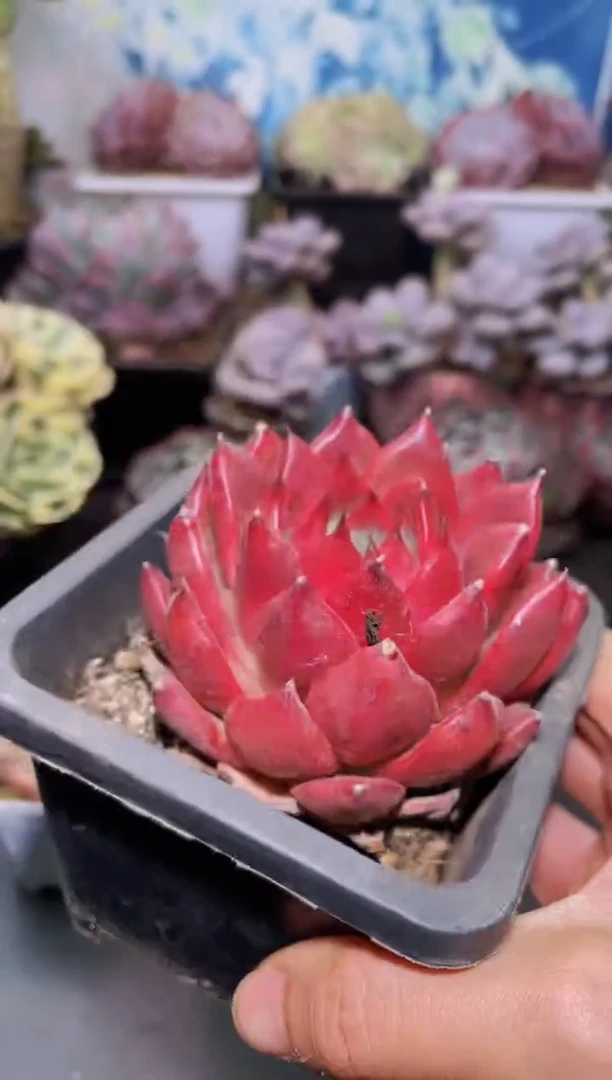 【闪购商品】163弗兰克