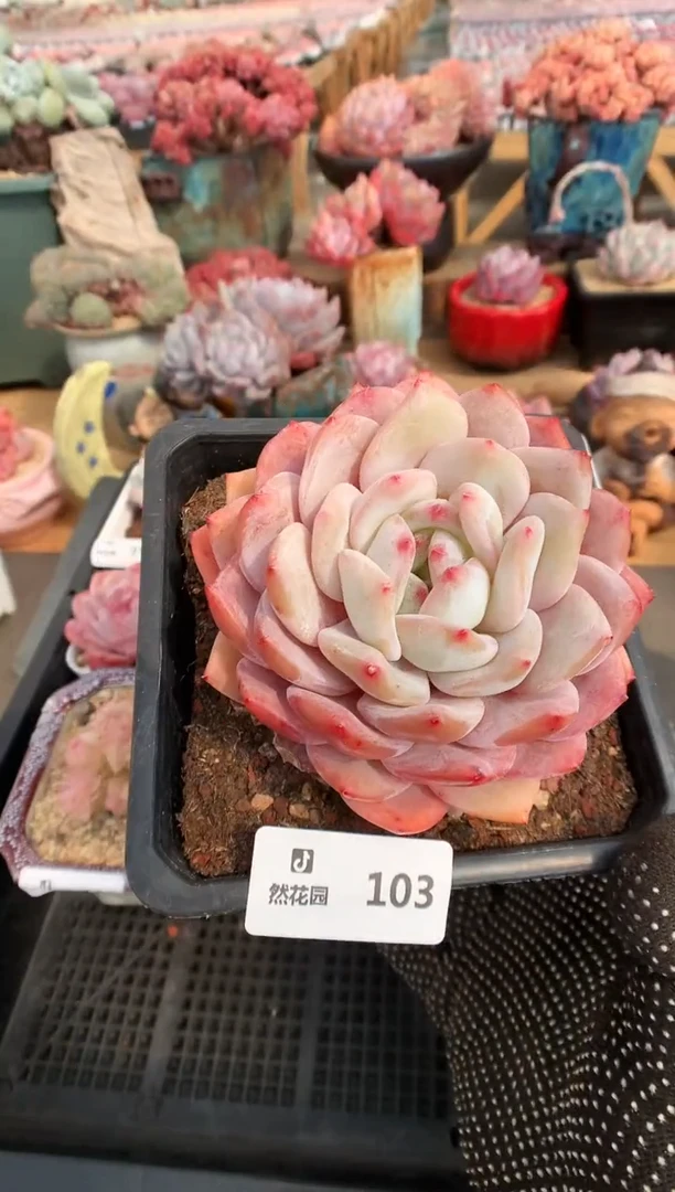 【闪购商品】103梦露一物一拍