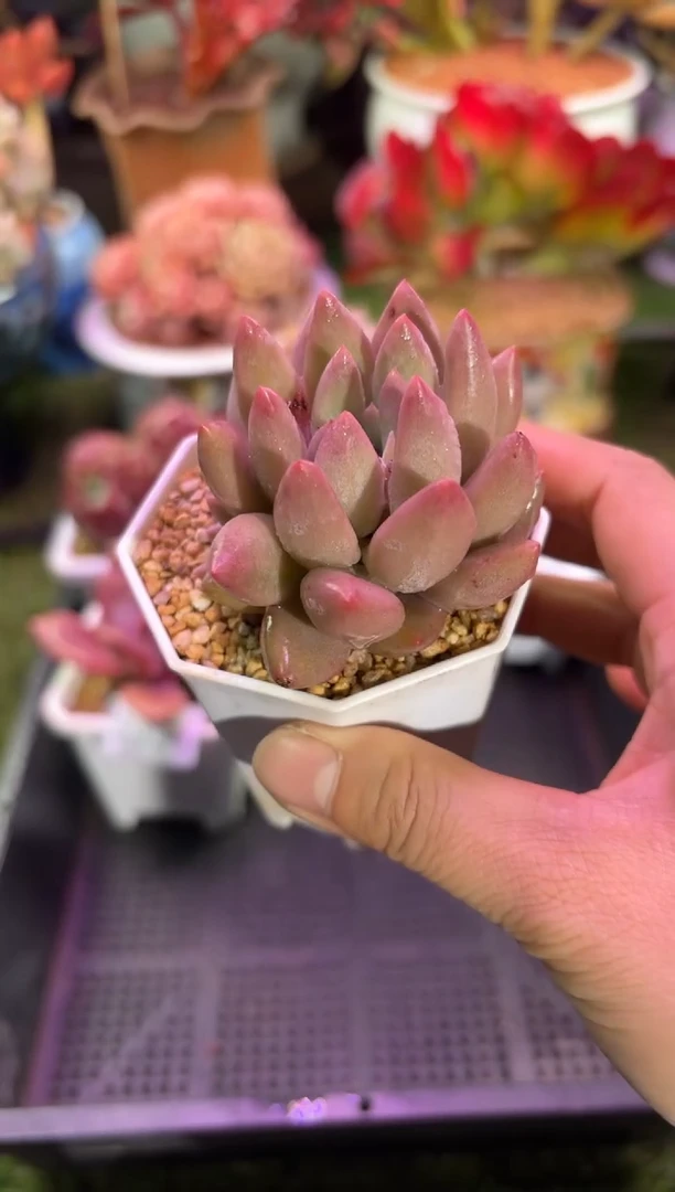 【闪购商品】07890