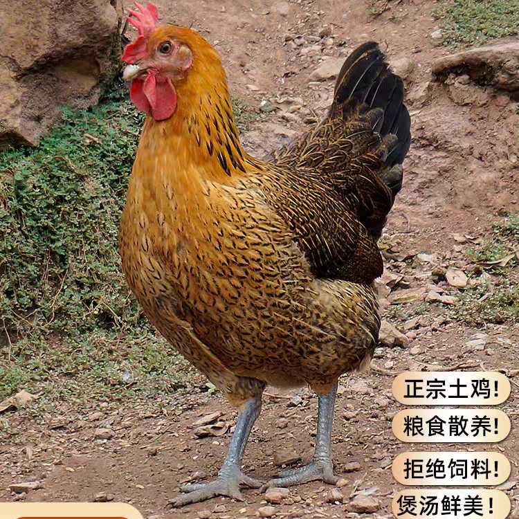 农家散养母鸡生蛋老母鸡两只（7.5-8斤）顺丰包邮