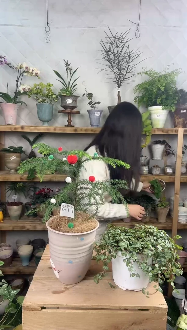 无花朵773南洋杉加盆一套