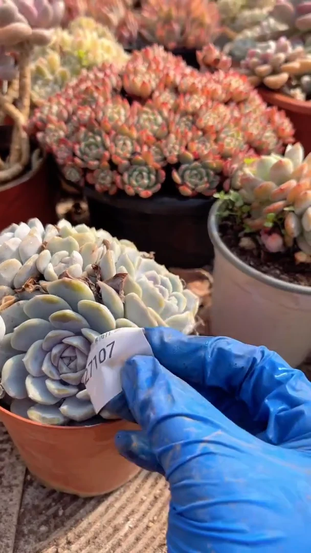 花***宿跃跃精品多肉27107