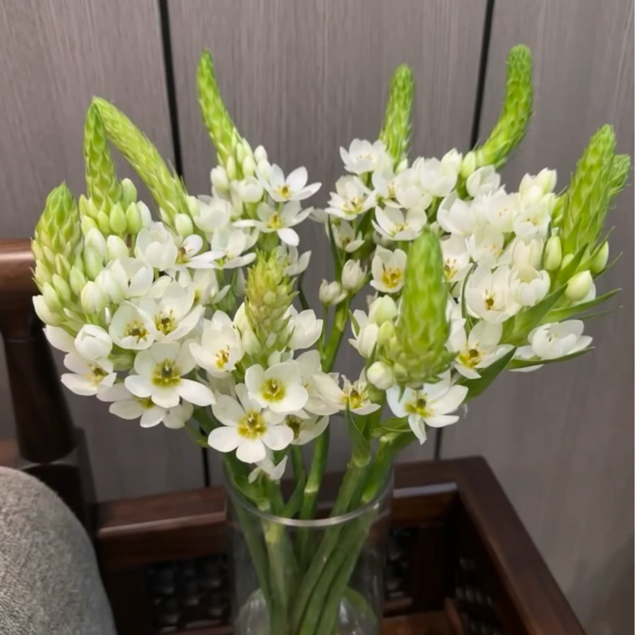 【母亲节限定】圣心百合 两单包邮