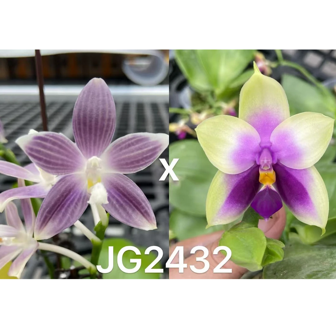 JG2432 花农杰哥原生种蝴蝶兰直播专用