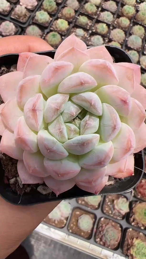 东云多肉园新款-70