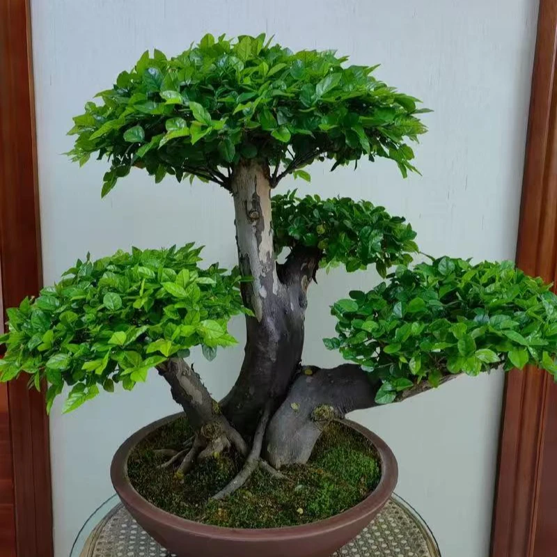 雀梅，盆栽，绿植园艺，花卉，工艺造型，造型盆景