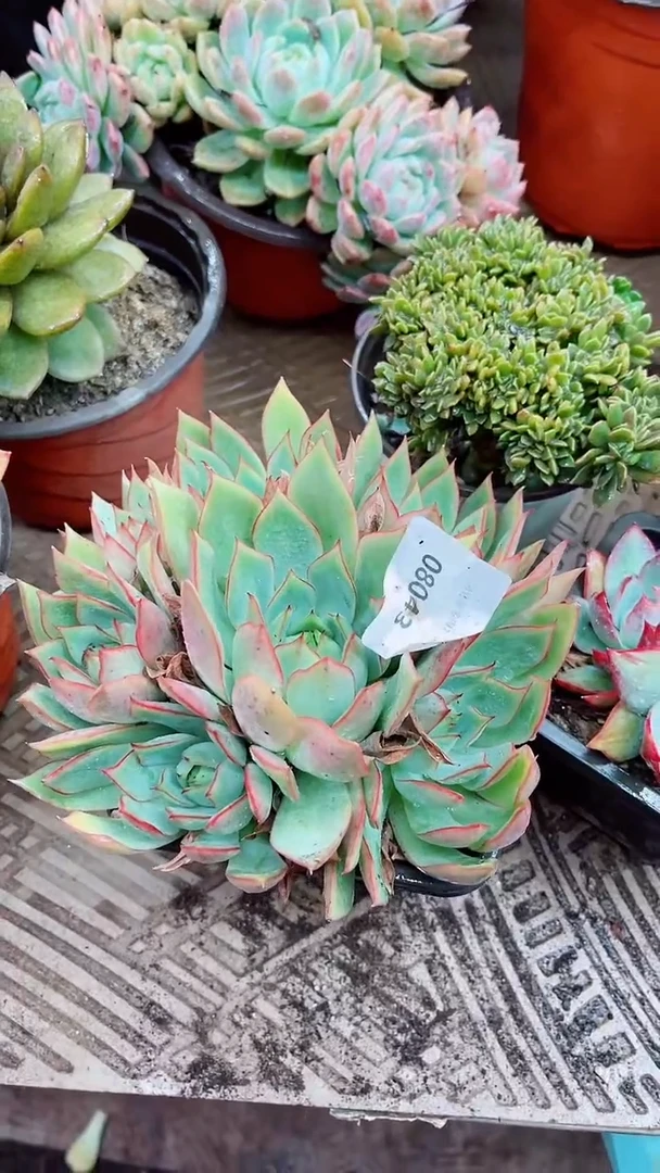 鱼*08043多肉植物一物一拍