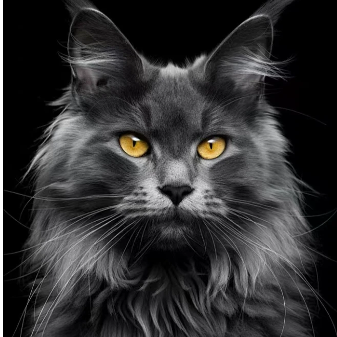 【景yoyo猫舍】俄系缅因幼猫全色系精品大体缅因猫