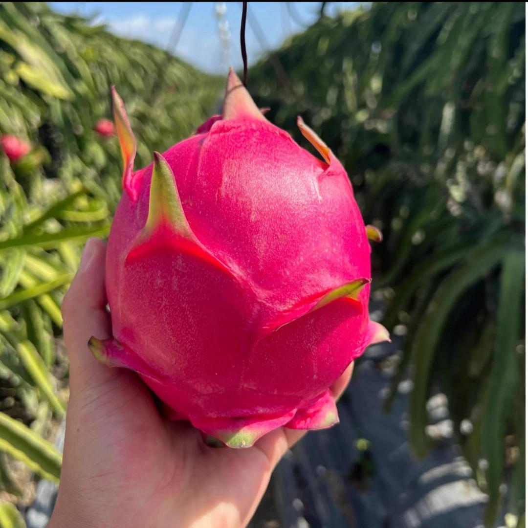 【王炸福利】高原爆甜金都1号红心火龙果.当季热带水果现摘现发