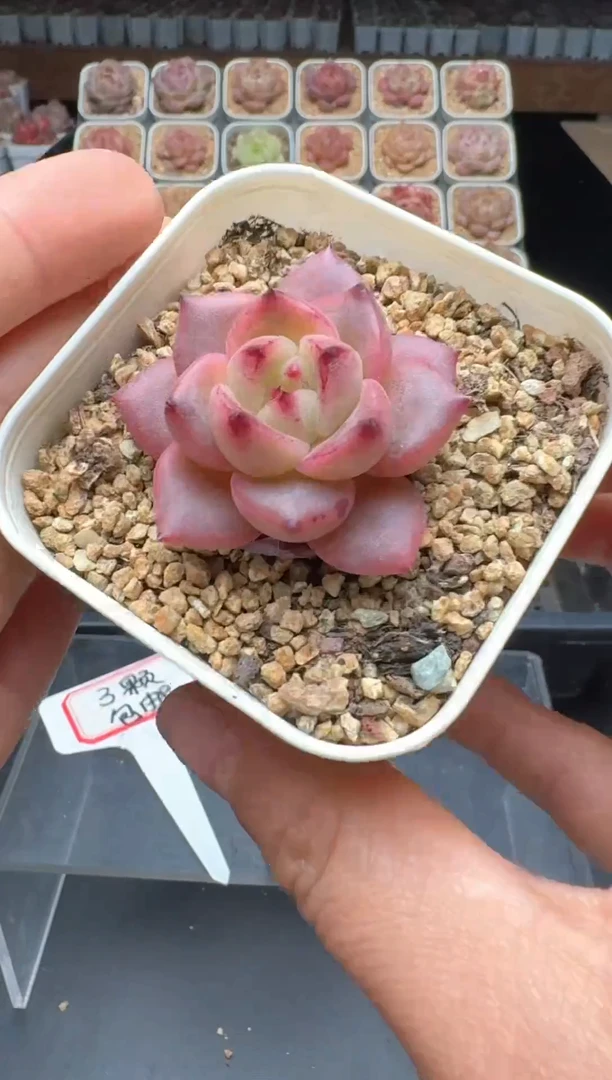 【闪购商品】910号 珍妮杂交多肉 花卉植物