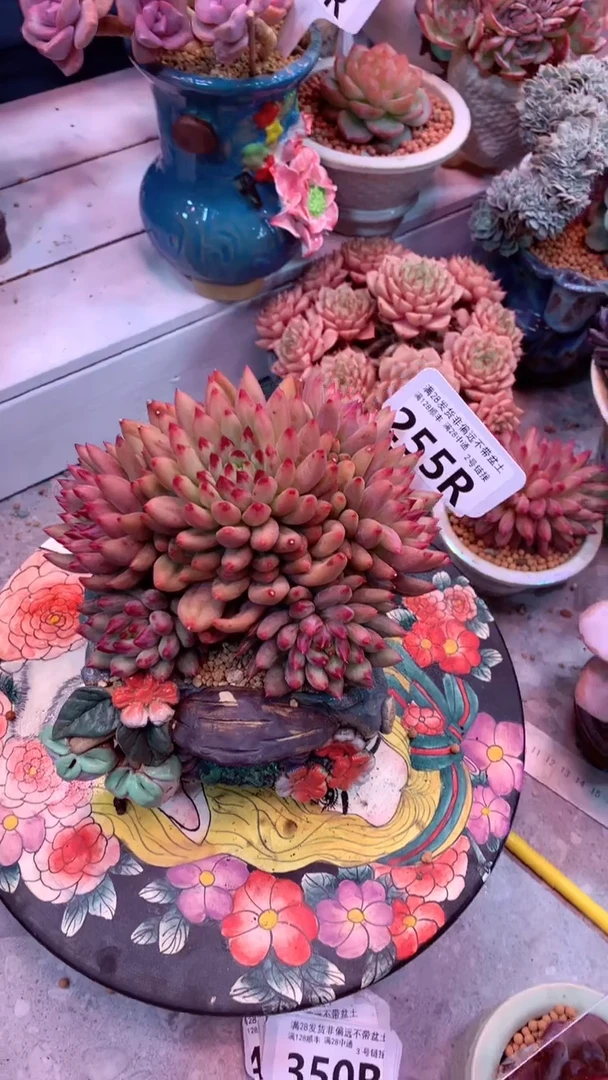 255R 模特区 红体延渍