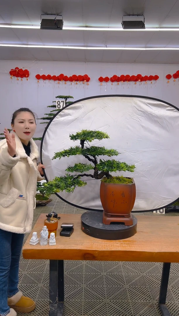 【闪购商品】盆景1