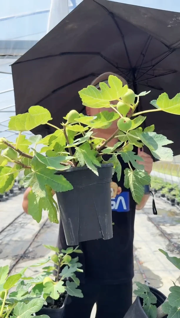 ?****? 波姬红 一物一拍 GSF002