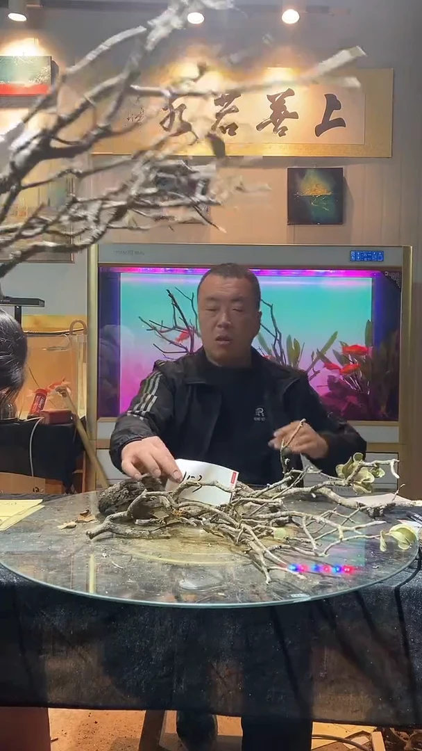 153号黄栎木适合80-90缸长度