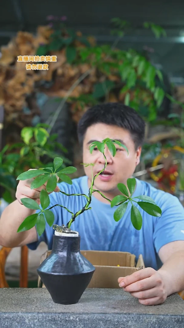 当前无花栽培后可以开花鸭脚木造型