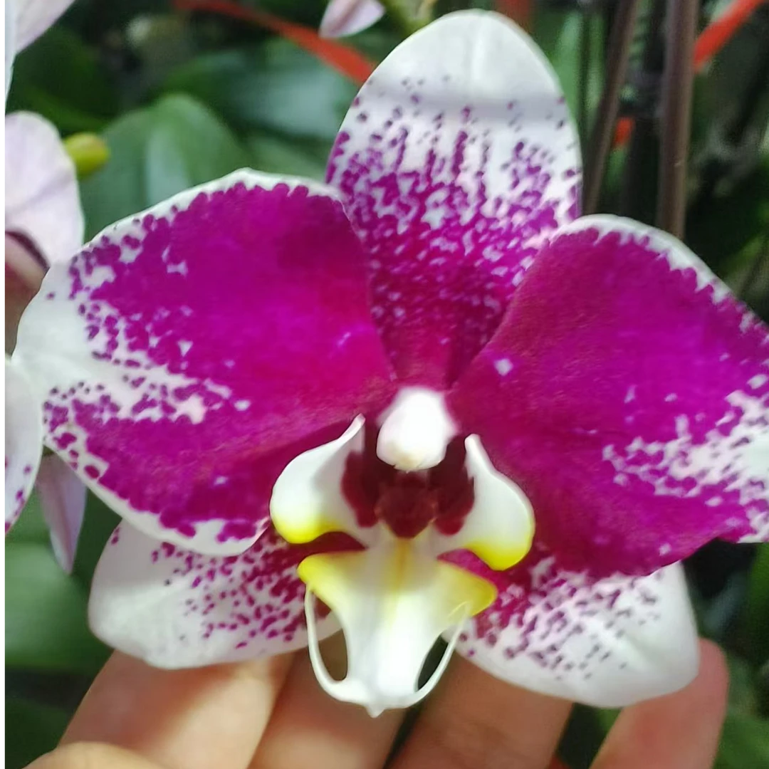 蝴蝶兰 巴塞罗那 双花剑 带花带花苞