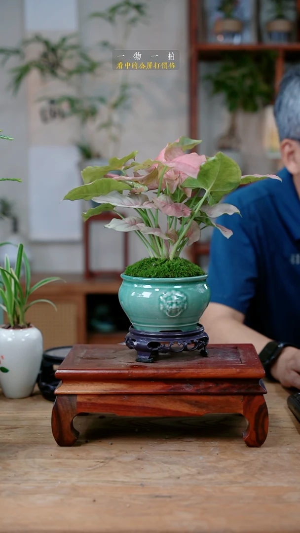 不开花植物可*红粉佳人003