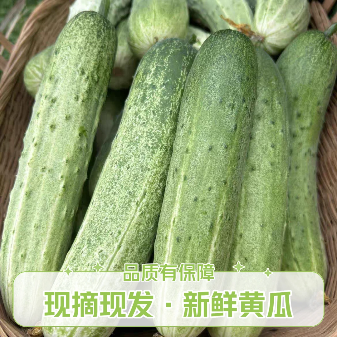 本地新鲜采摘水果黄瓜可当水果吃口感嘎嘎的