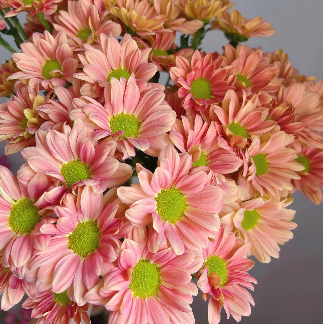 【1网红】变色三文鱼多季节带花带苞基地直销多年生植物室内室外