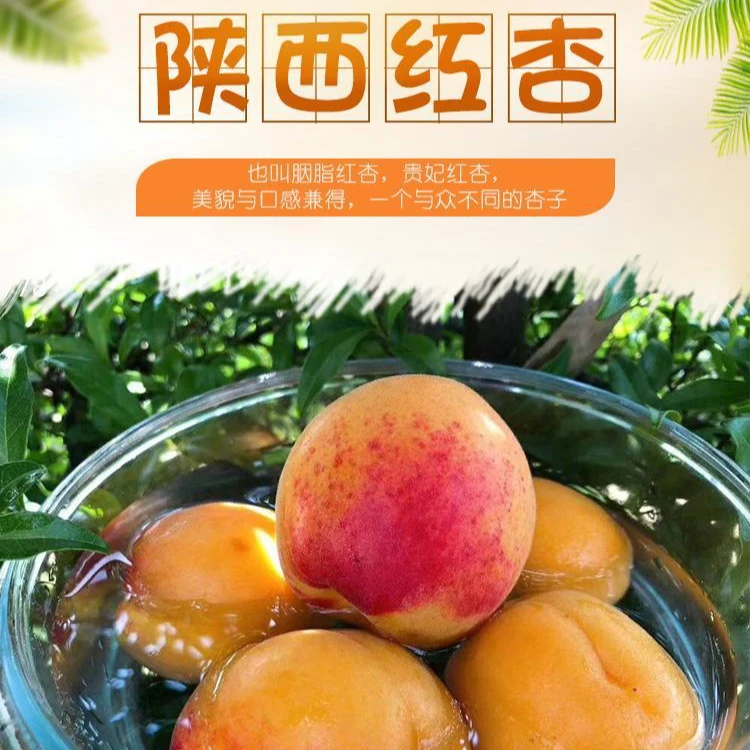 陕西礼泉唐王御杏胭脂红 贵妃红杏色泽鲜艳软糯酸甜产地直发