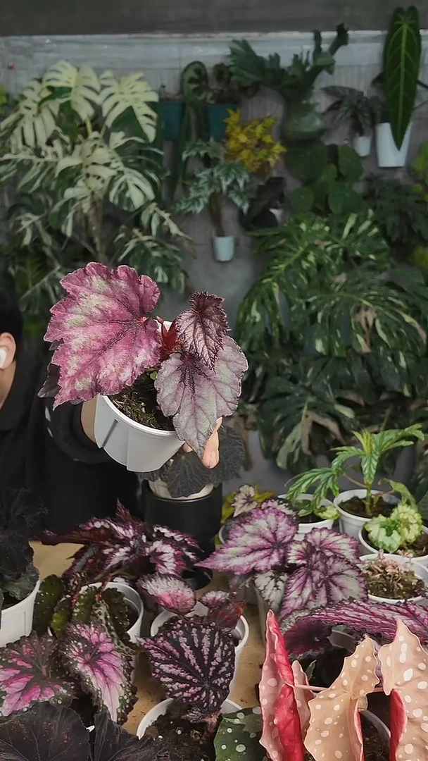 完全开放杂菜粉色
