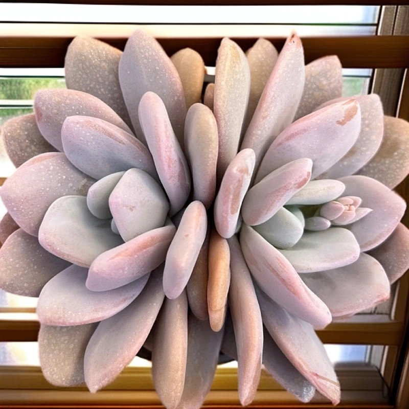 粉兔多肉植物绿植盆栽室内外好养懒人植物