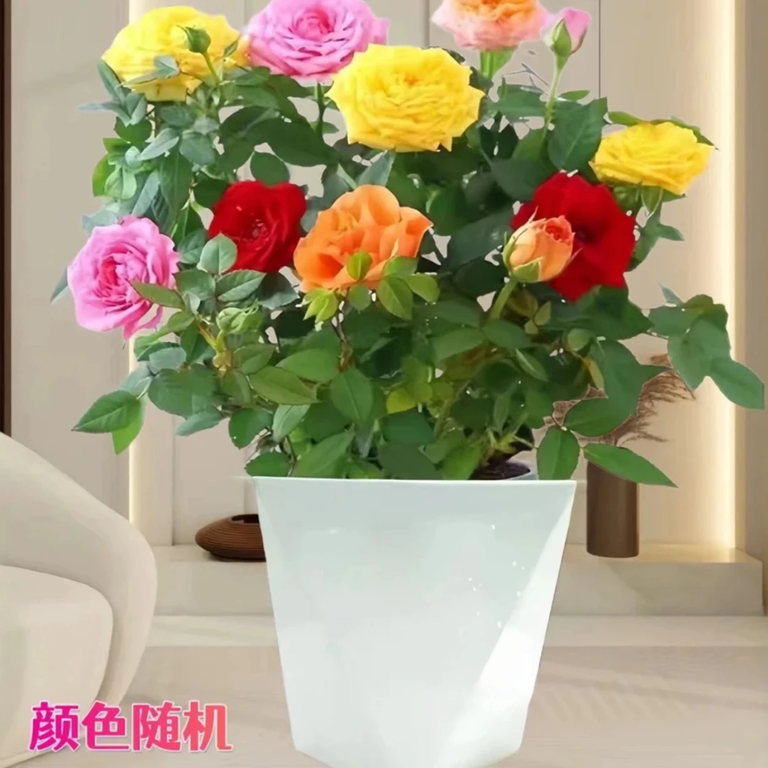 【多色盆栽月季】混色多色盆栽月季 室内外栽种2-6个色随机